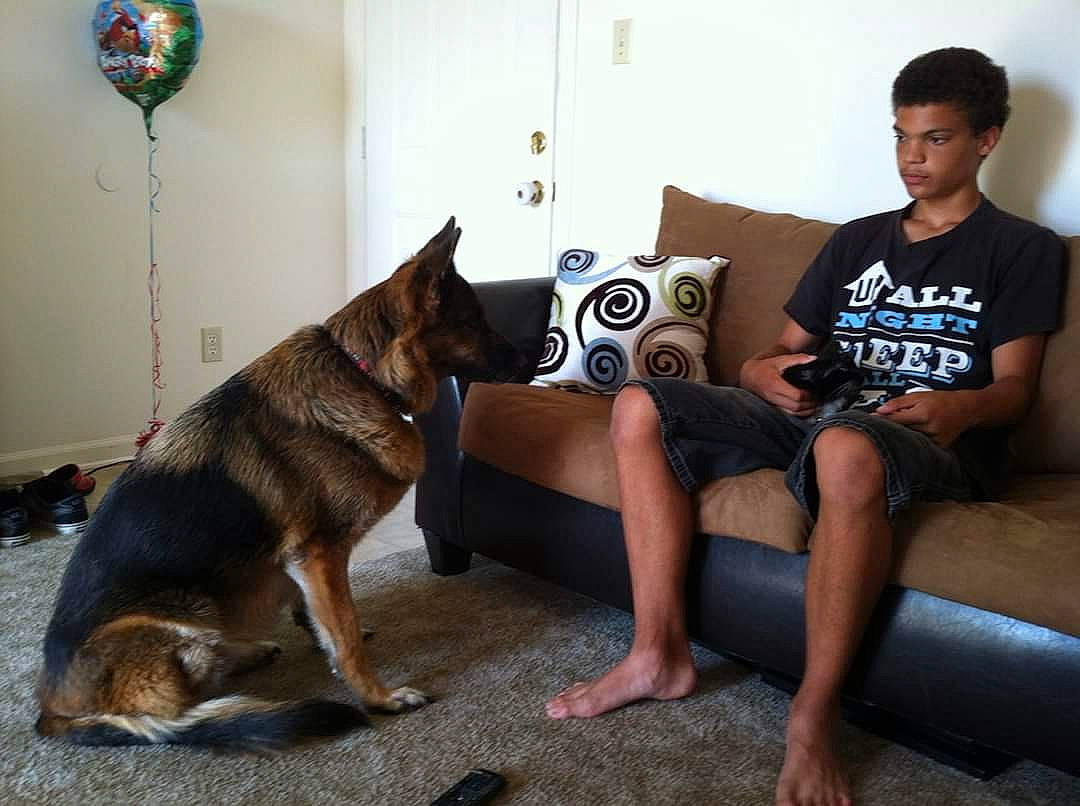 Carly Marie joined the competition — help win amazing prizes! canidae, carnivore, companion_dog, dog, dog_breed, german_shepherd_dog, kunming_wolfdog, mammal, sitting, wolfdog