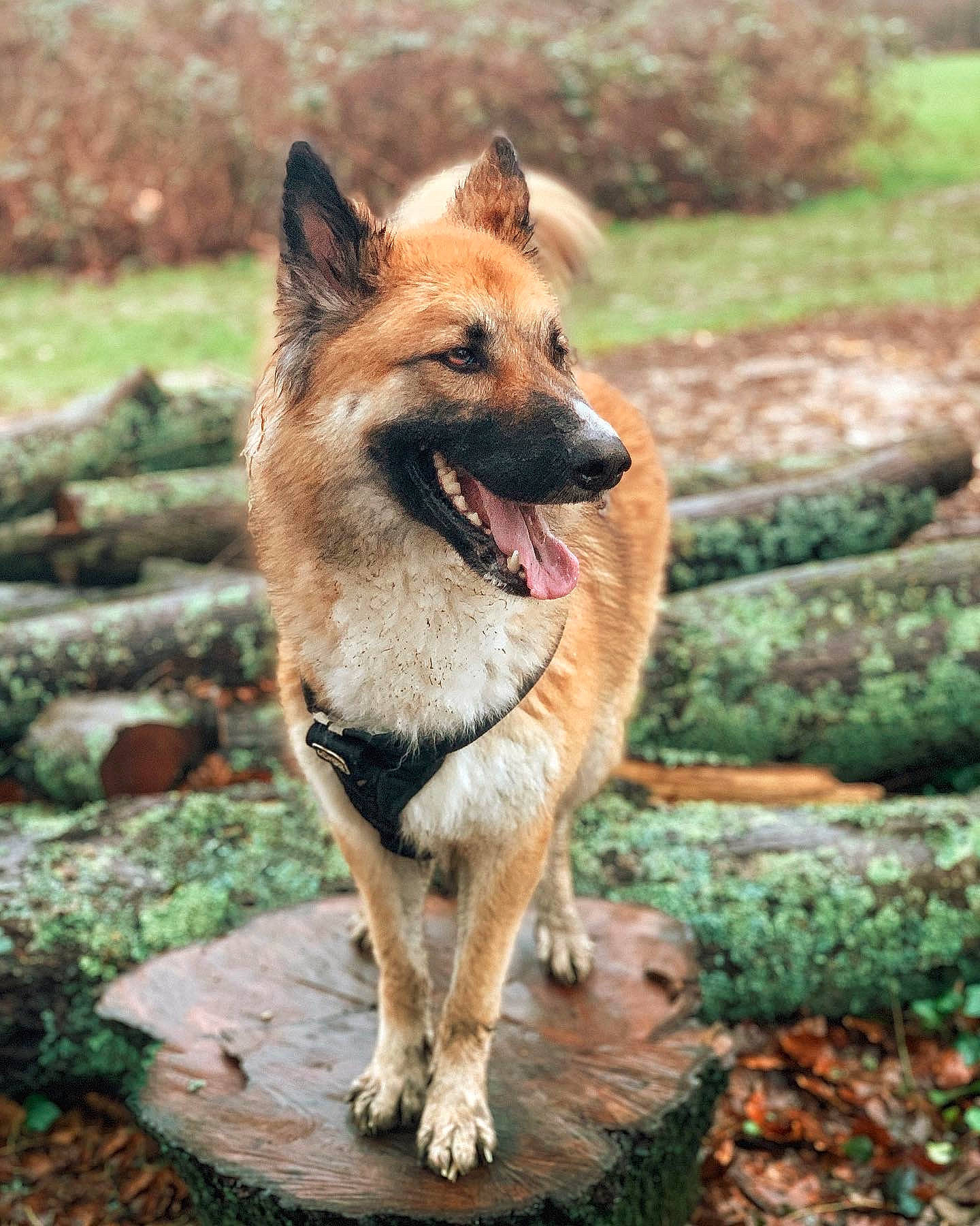 Rook is registered to the contest to win money with this photo: canidae, carnivore, collar, dog, dog_breed, fang, fawn, grass, plant, soil, sporting_group, terrestrial_animal, wildlife, wood, working_dog