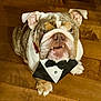 bulldog, dog, pet, tuxedo, bandana, wooden_floor, indoor, looking_up, cute, adorable, formal, animal, mammal, face, ears, sitting, portrait, domestic_animal, companion, fur