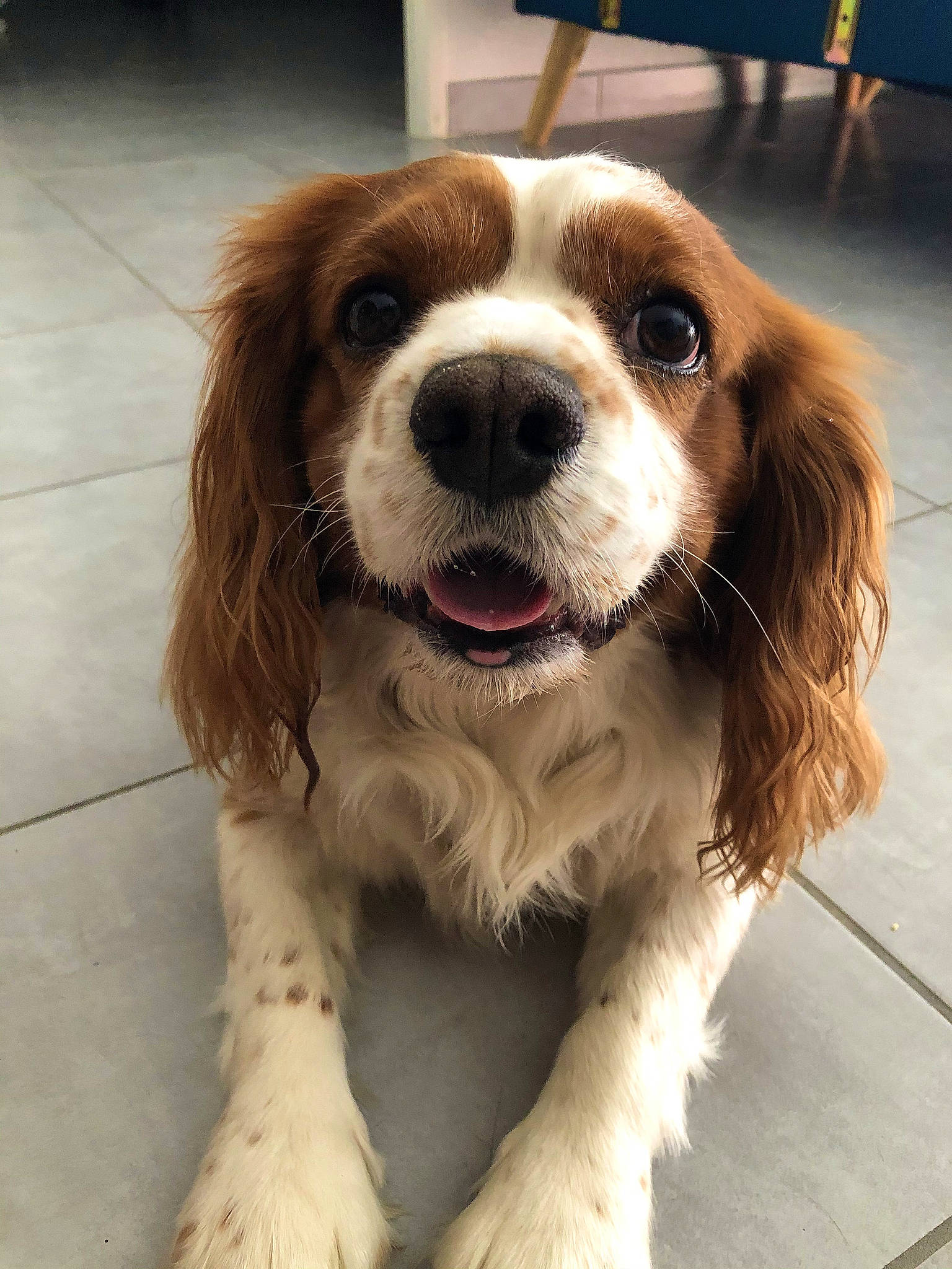 Jackpot a rejoint le concours — aidez-le/la à gagner de superbes lots ! canidae, carnivore, cavalier, cavalier_king_charles_spaniel, cocker_spaniel, companion_dog, dog, dog_breed, fawn, king_charles_spaniel, mammal, puppy, puppy_love, rare_breed_dog, snout, spaniel, sporting_group, toy_dog, vertebrate, welsh_springer_spaniel