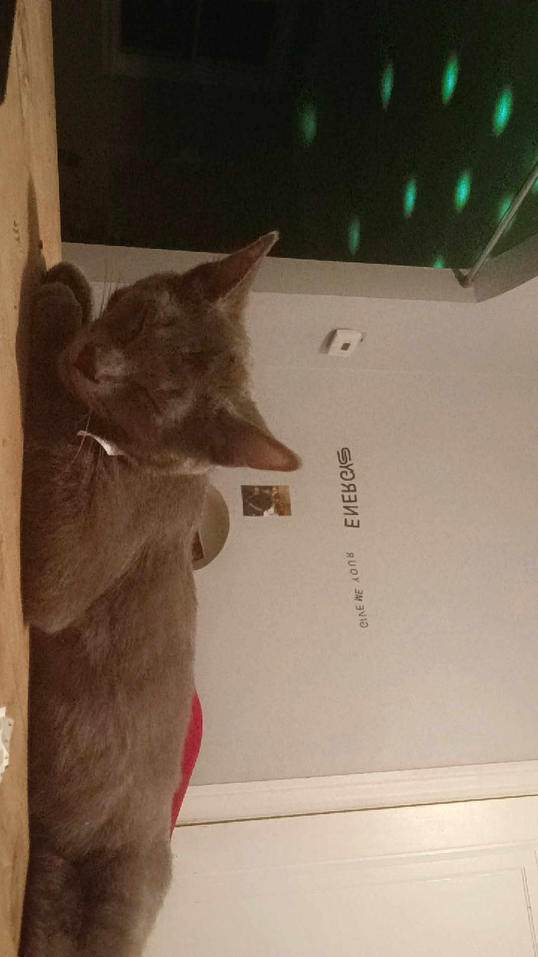 Calypso is registered to the contest to win money with this photo: ambient, calm, cat, closed_eyes, cozy, decor, door, ears, feline, fur, green_light, indoor, pet, quiet, relaxed, resting, sleeping, soft_surface, wall, whiskers