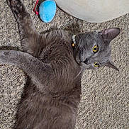 Calypso is registered to the contest to win money with this photo: animal, bell, carpet, cat, cat_bed, closeup, collar, cozy, curious, domestic_cat, feline, fur, gray_cat, home, indoor, lying_down, pet, relaxed, toy, yellow_eyes