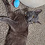 animal, bell, carpet, cat, cat_bed, closeup, collar, cozy, curious, domestic_cat, feline, fur, gray_cat, home, indoor, lying_down, pet, relaxed, toy, yellow_eyes