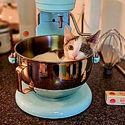 Martha Stewart joined the competition — help win amazing prizes! appliance, butter, cat, closeup, curious, cute, domestic, feline, household, indoor, kitchen_counter, kitchenaid, kitten, metal_bowl, mixer, pet, relaxed, shiny, small_animal, whisk_attachment