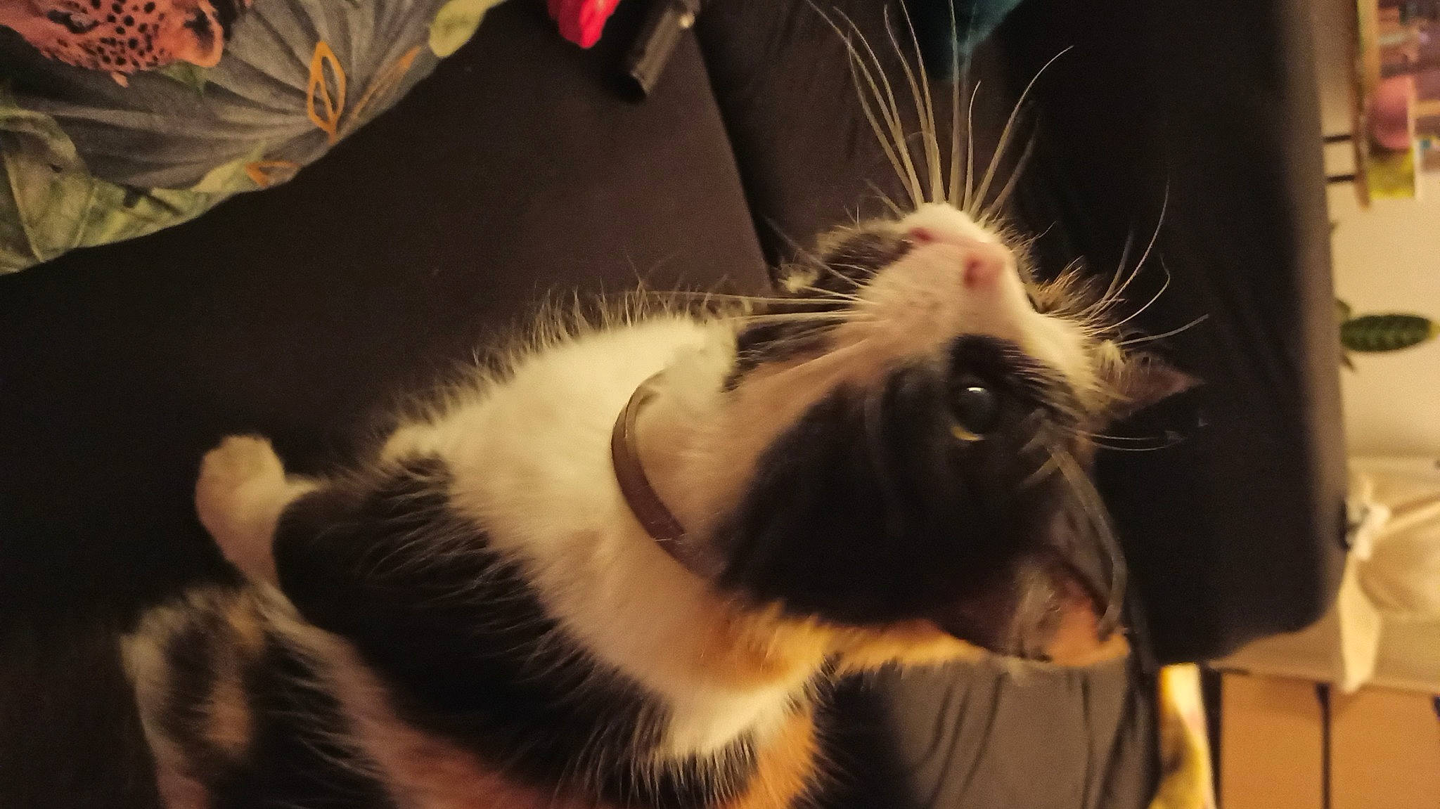 Arya a rejoint le concours — aidez-le/la à gagner de superbes lots ! beard, canidae, carnivore, cat, claw, domestic_short_haired_cat, ear, eye, fang, fawn, felidae, fur, paw, rodent, small_to_medium_sized_cats, snout, tail, thai, whiskers, wildlife