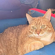 Red is registered to the contest to win money with this photo: cat, orange_tabby, feline, pet, indoor, cushion, chair, relaxed, fur, whiskers, ears, paw, closeup, animal, domestic_cat, home, portrait, resting, furniture, cute