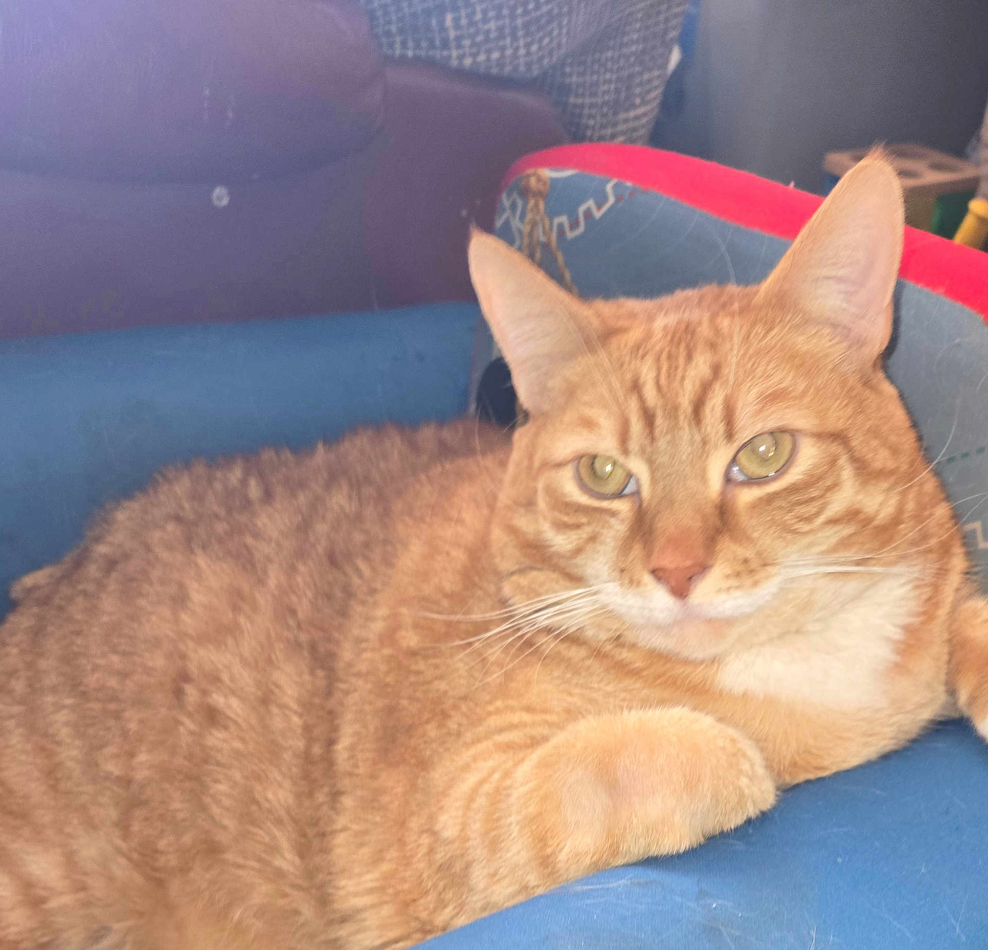 Red is registered to the contest to win money with this photo: cat, orange_tabby, feline, pet, indoor, cushion, chair, relaxed, fur, whiskers, ears, paw, closeup, animal, domestic_cat, home, portrait, resting, furniture, cute