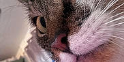 Calinou participe au concours pour gagner de l'argent avec cette photo : cat, close_up, whiskers, nose, green_eyes, indoor, pet, feline, fur, curious, animal, portrait, domestic_cat, face, muzzle, tabby, white_fur, brown_fur, closeup, detail