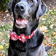 Carolee Schreiner is registered to the contest to win money with this photo: dog, black_dog, bow_tie, red_bow_tie, snowflake_pattern, outdoor, autumn, leaves, grass, pet, animal, portrait, sitting, close_up, cute, friendly, happy, canine, holiday, nature