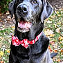 dog, black_dog, bow_tie, red_bow_tie, snowflake_pattern, outdoor, autumn, leaves, grass, pet, animal, portrait, sitting, close_up, cute, friendly, happy, canine, holiday, nature