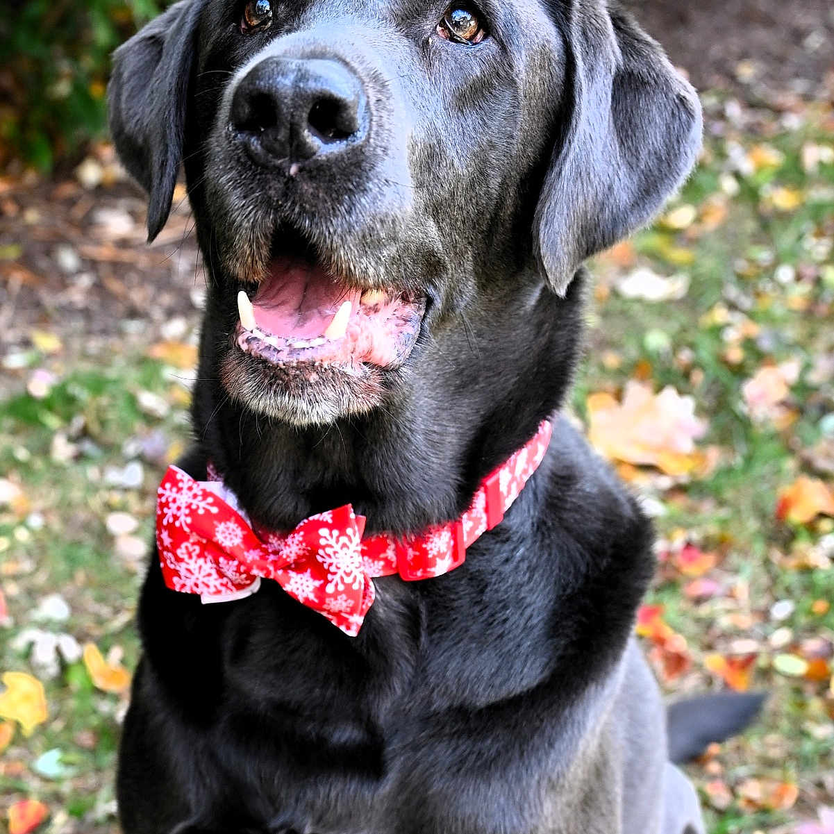 Carolee Schreiner is registered to the contest to win money with this photo: animal, autumn, black_dog, bow_tie, canine, close_up, cute, dog, friendly, grass, happy, holiday, leaves, nature, outdoor, pet, portrait, red_bow_tie, sitting, snowflake_pattern