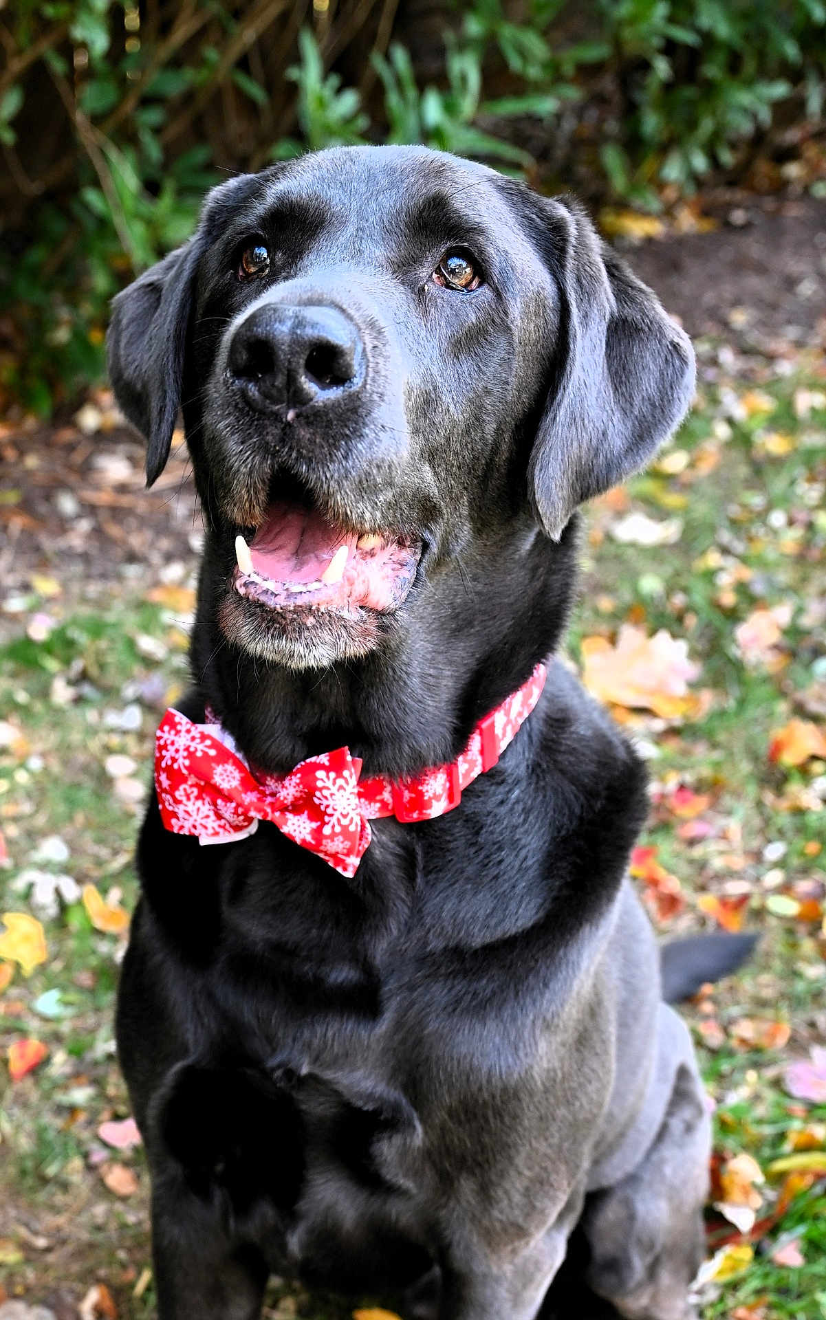 Carolee Schreiner is registered to the contest to win money with this photo: dog, black_dog, bow_tie, red_bow_tie, snowflake_pattern, outdoor, autumn, leaves, grass, pet, animal, portrait, sitting, close_up, cute, friendly, happy, canine, holiday, nature