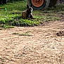 dog, grass, tire, tractor, vehicle, dirt, outdoor, animal, canine, rural, nature, farm, resting, brown, black, collar, field, sunlight, quiet, relaxed