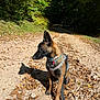 dog, outdoor, forest, path, leaves, sunlight, shadow, harness, collar, nature, autumn, tree, walking, pet, canine, sitting, daylight, trail, ground, animal