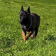 Anouk participe au concours pour gagner de l'argent avec cette photo : dog, canine, outdoor, grass, field, pet, animal, walking, nature, greenery, ears, harness, muzzle, summer, daylight, mammal, active, alert, brown, black