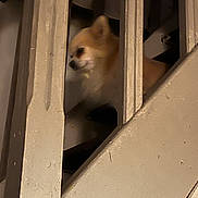 Osm a rejoint le concours — aidez-le/la à gagner de superbes lots ! dog, chihuahua, pet, animal, stairs, railing, wood, indoor, brown, small_dog, curious, quiet, home, fence, vertical_slats, domestic, guarded, closeup, shadow, dim_light
