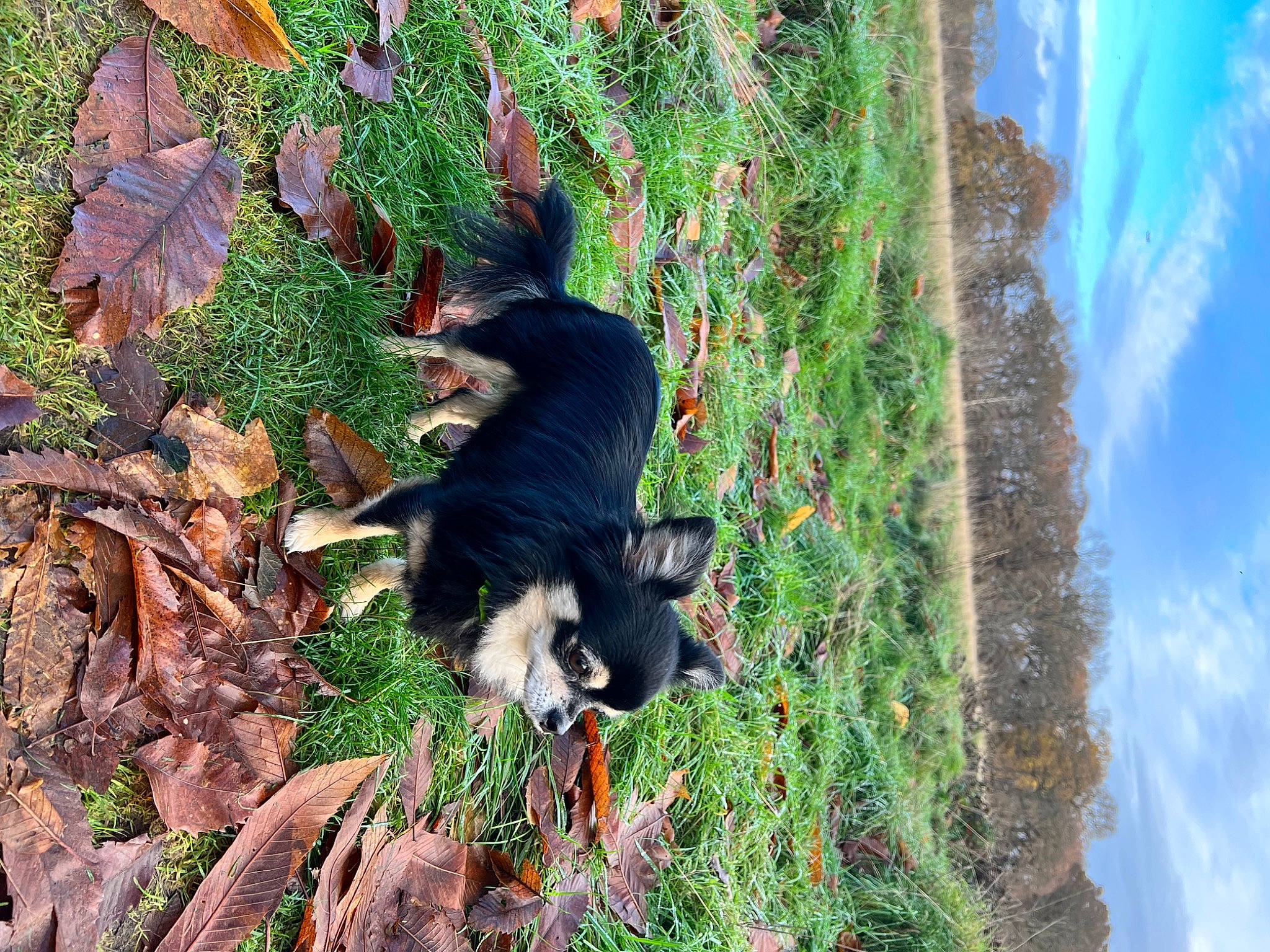 Barnaby joined the competition — help win amazing prizes! canidae, carnivore, cat, cloud, dog, dog_breed, felidae, grass, green, leaf, plant, sky, small_to_medium_sized_cats, snout, sporting_group, tail, tree, trunk, water, wood