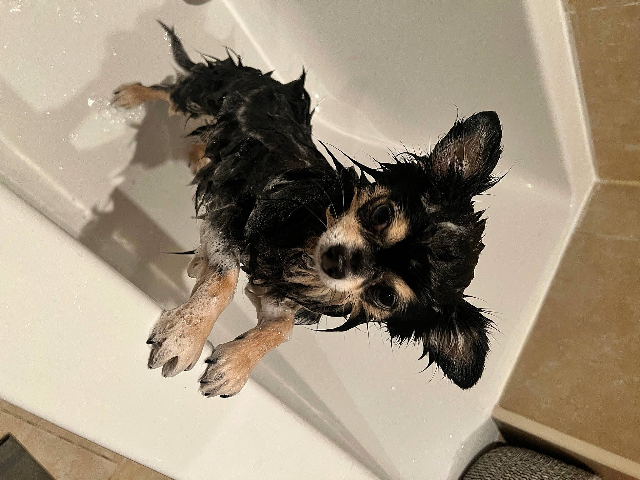 Barnaby joined the competition — help win amazing prizes! art, canidae, carnivore, companion_dog, dog, dog_breed, feather, flooring, font, fur, gesture, ink, scottish_terrier, snout, sporting_group, tile_flooring, toy_dog, visual_arts, whiskers, wing