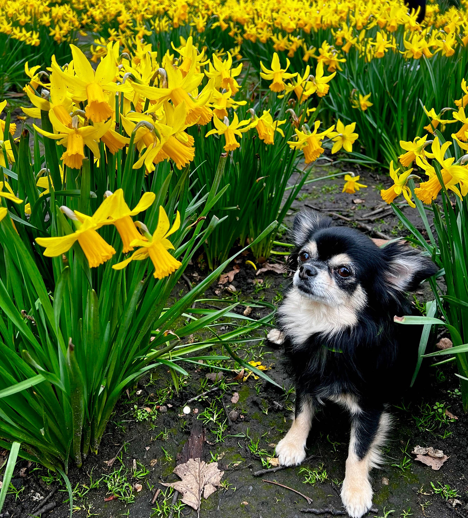 Barnaby is registered to the contest to win money with this photo: annual_plant, carnivore, companion_dog, dog, dog_breed, flower, flowering_plant, garden, gardening, grass, grass_family, groundcover, herding_dog, landscape, natural_landscape, petal, plant, sporting_group, terrestrial_plant, yellow