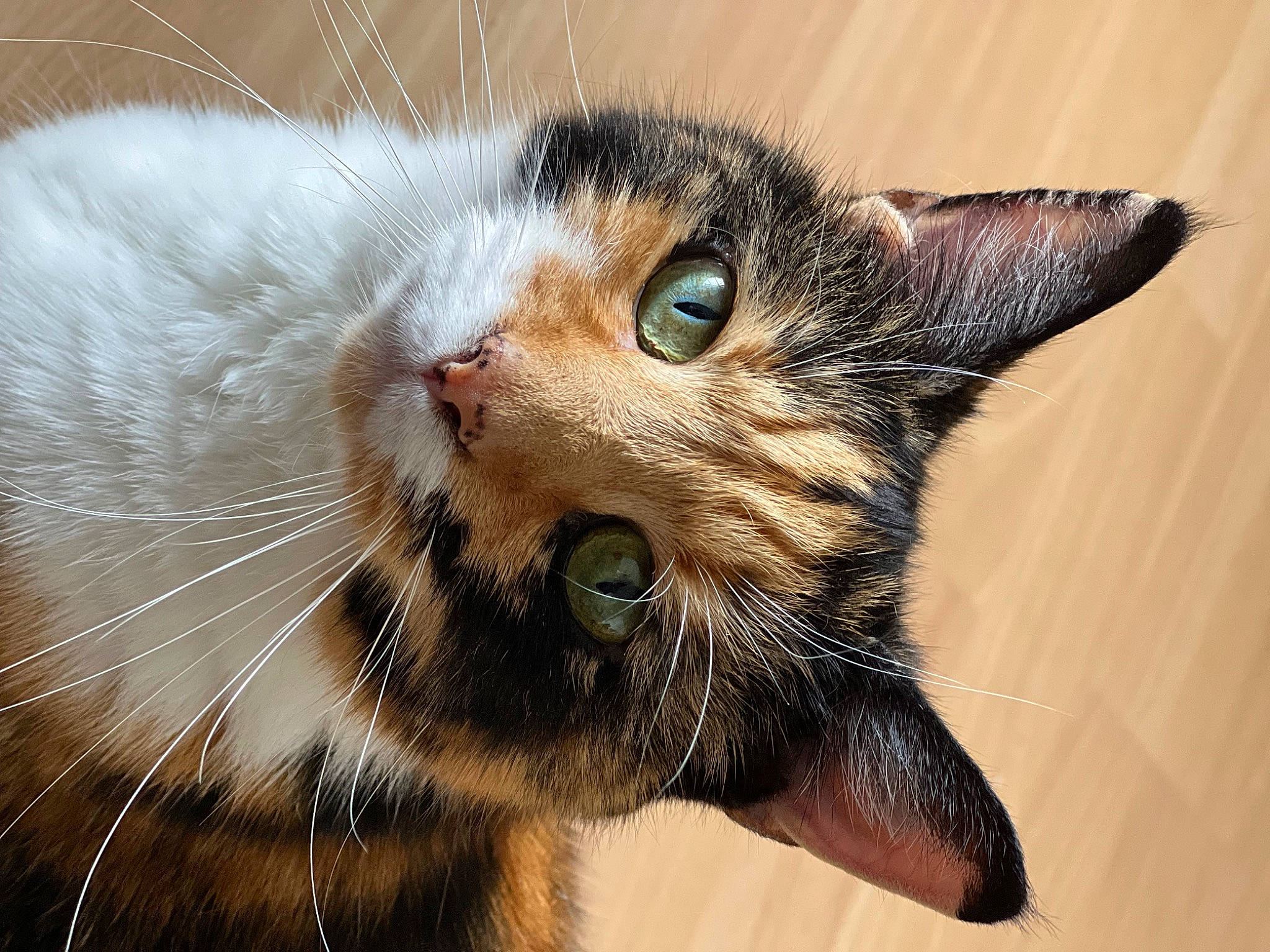 Missy is registered to the contest to win money with this photo: carnivore, cat, close_up, domestic_short_haired_cat, ear, felidae, fur, small_to_medium_sized_cats, snout, whiskers