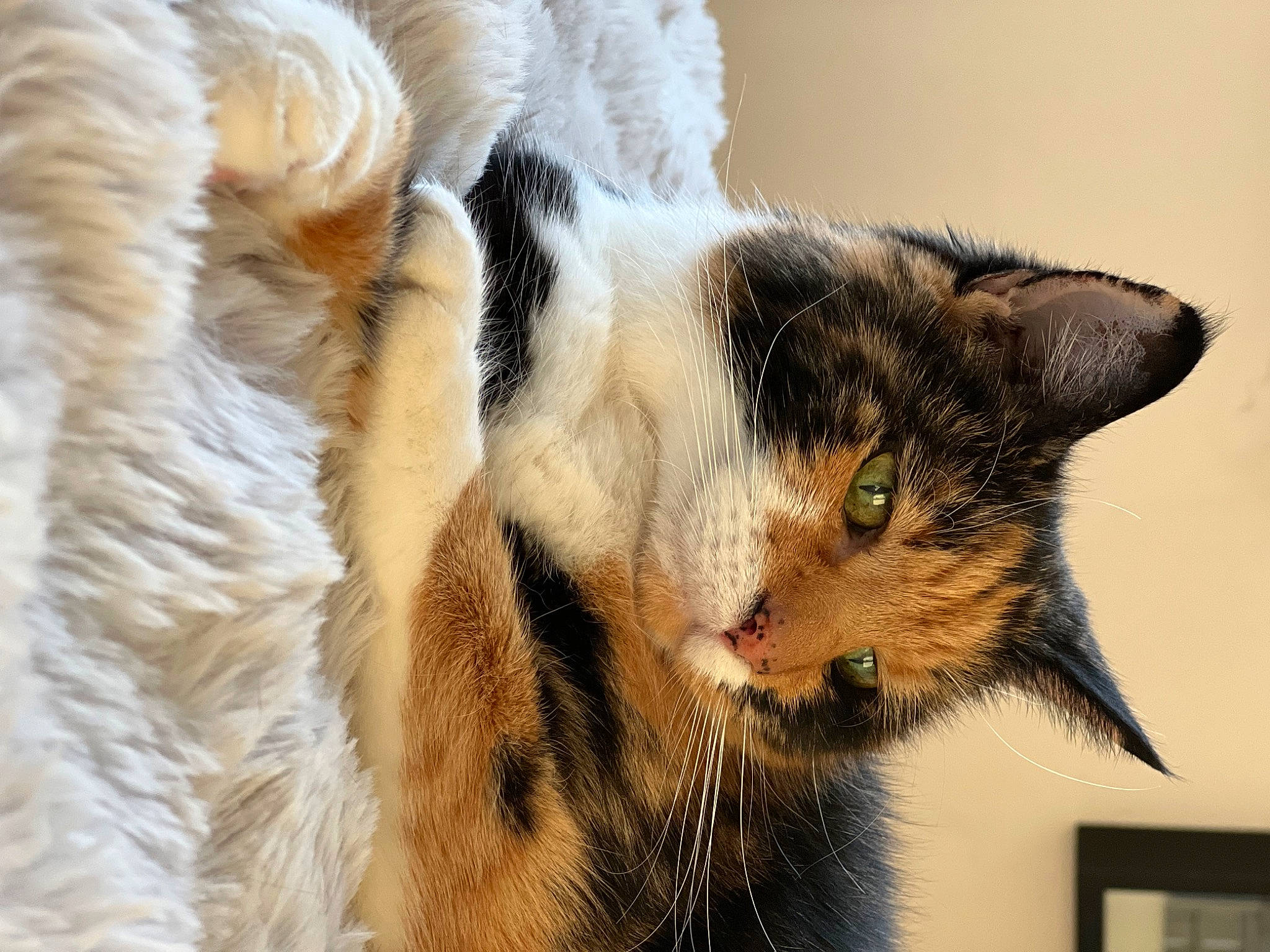 Missy joined the competition — help win amazing prizes! carnivore, cat, claw, close_up, domestic_short_haired_cat, ear, fawn, felidae, fur, paw, plant, small_to_medium_sized_cats, snout, tail, terrestrial_animal, tree, whiskers, wildlife, window