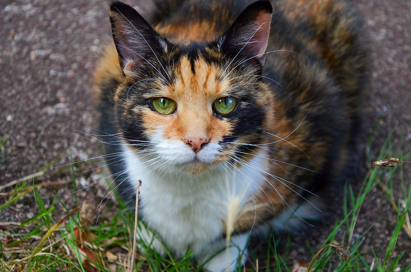 Missy is registered to the contest to win money with this photo: carnivore, cat, close_up, domestic_short_haired_cat, eye, fawn, felidae, fur, grass, herb, mammal, plant, small_to_medium_sized_cats, snout, terrestrial_animal, tree, vertebrate, whiskers, wildlife