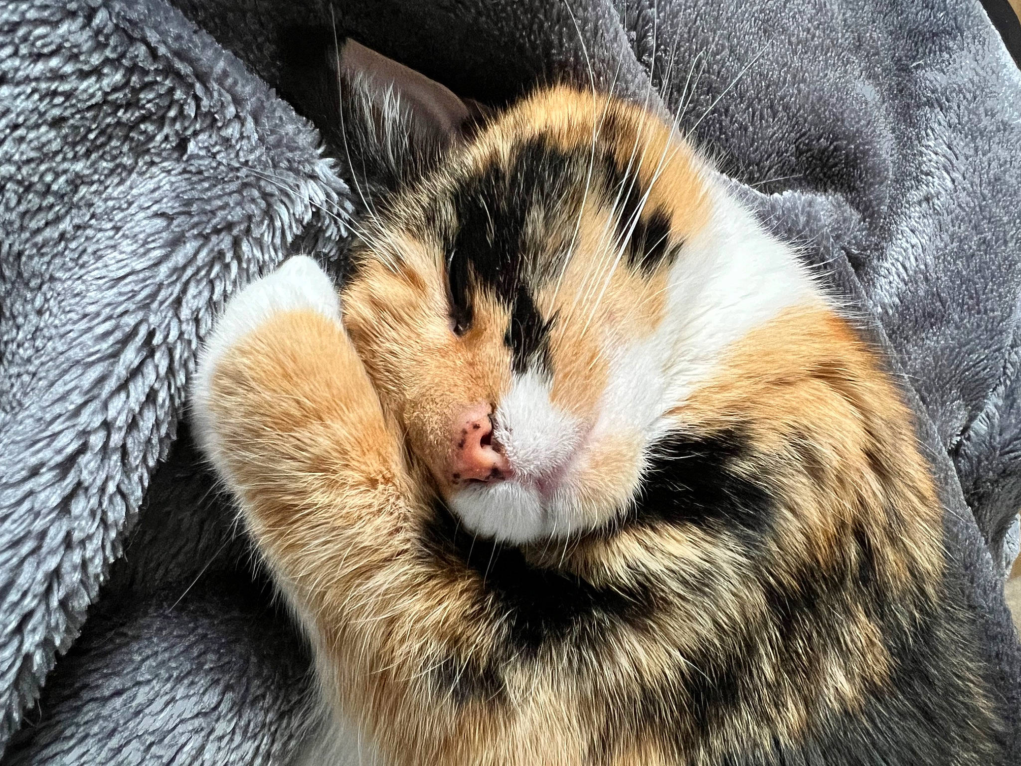 Missy joined the competition — help win amazing prizes! carnivore, cat, claw, close_up, comfort, domestic_short_haired_cat, fawn, felidae, fur, nap, paw, sleep, small_to_medium_sized_cats, snout, tail, terrestrial_animal, tree, whiskers, wildlife