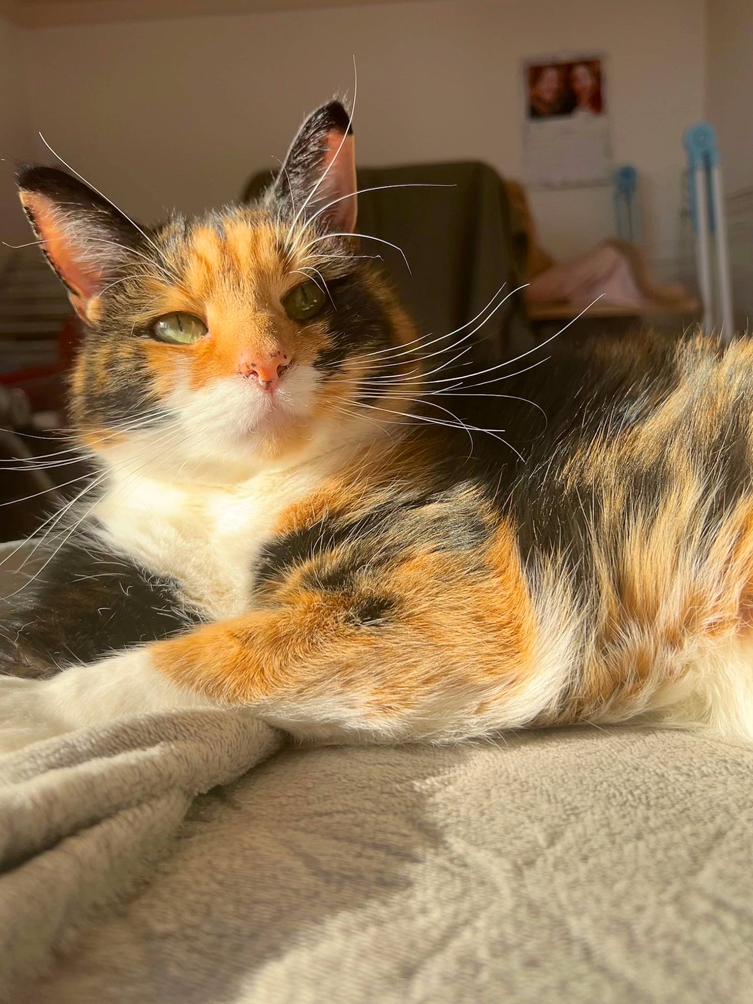 Missy joined the competition — help win amazing prizes! carnivore, cat, claw, comfort, domestic_short_haired_cat, felidae, foot, fur, nap, paw, sitting, sleep, small_to_medium_sized_cats, snout, tail, whiskers