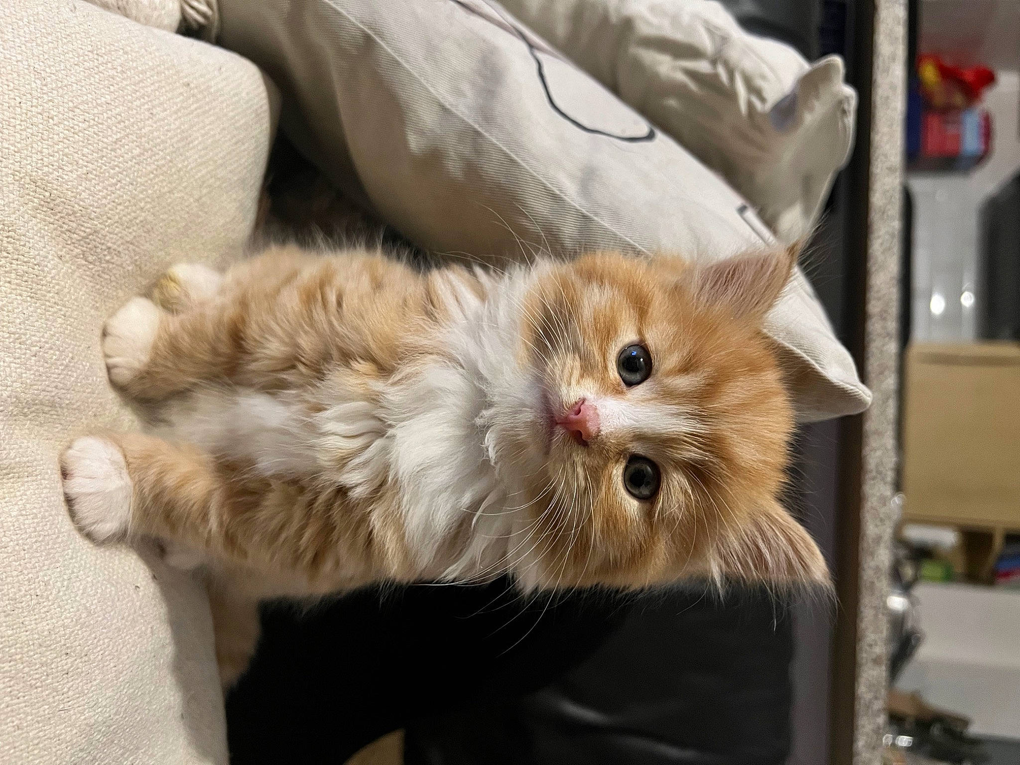 Monty is registered to the contest to win money with this photo: british_longhair, carnivore, cat, claw, comfort, domestic_short_haired_cat, fawn, felidae, fur, paw, small_to_medium_sized_cats, snout, tail, terrestrial_animal, whiskers, window