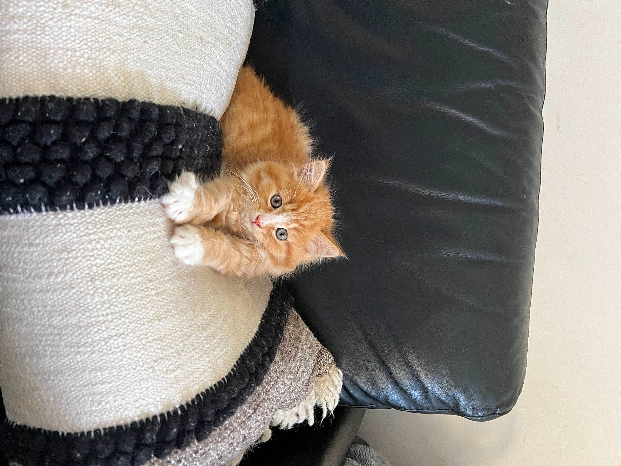 Monty joined the competition — help win amazing prizes! bag, carnivore, cat, comfort, couch, fashion_accessory, fawn, felidae, foot, fur, hat, human_leg, leg, sleeve, small_to_medium_sized_cats, tail, thigh, whiskers, wool, woolen