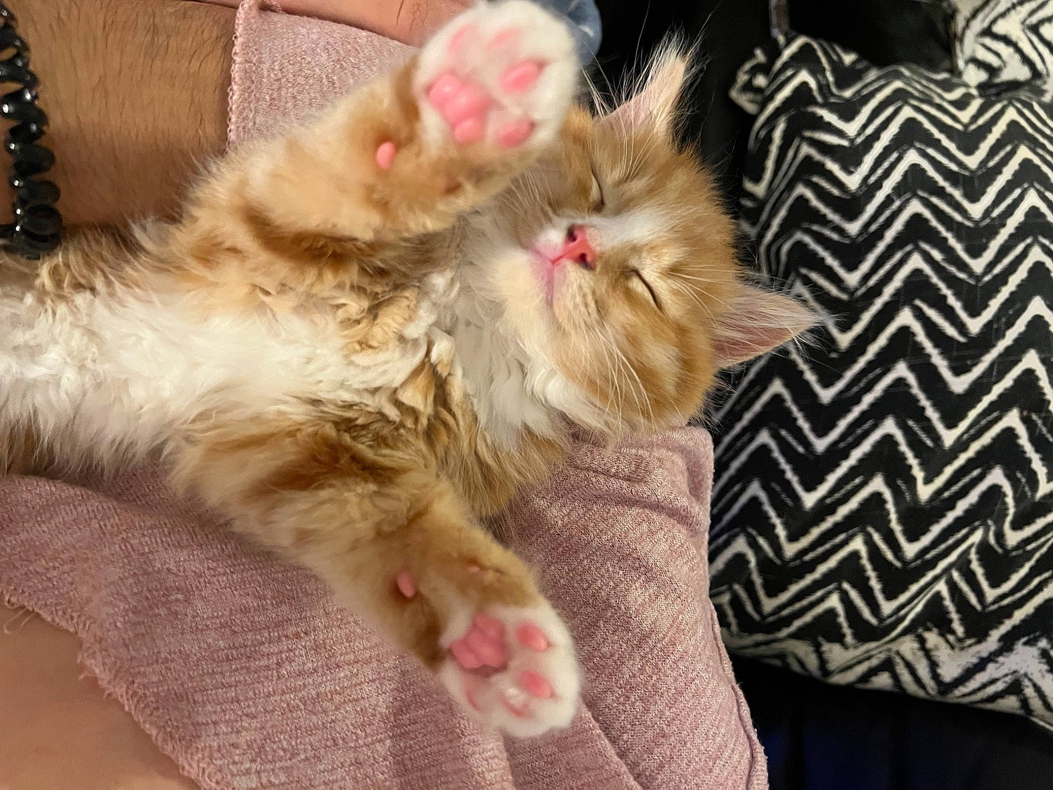 Monty joined the competition — help win amazing prizes! carnivore, cat, claw, comfort, companion_dog, fawn, felidae, foot, fur, nap, paw, ragdoll, small_to_medium_sized_cats, snout, tail, whiskers