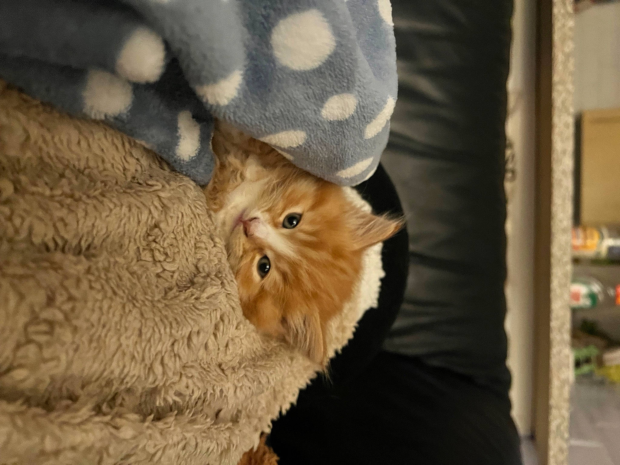 Monty joined the competition — help win amazing prizes! carnivore, cat, claw, comfort, domestic_short_haired_cat, eye, fawn, felidae, fur, human_leg, pattern, paw, small_to_medium_sized_cats, snout, tail, terrestrial_animal, tree, whiskers, wildlife, wood