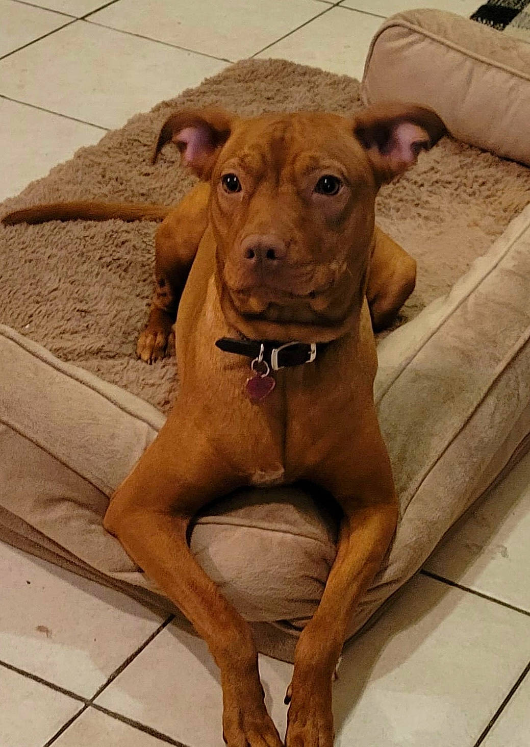 Ruby is registered to the contest to win money with this photo: art, canidae, carnivore, collar, companion_dog, dog, dog_breed, dog_collar, ear, fawn, liver, non_sporting_group, pet_supply, snout, sporting_group, street_dog, terrestrial_animal, whiskers, wood, working_animal