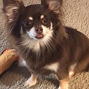 Cricket is registered to the contest to win money with this photo: dog, small_dog, long_hair, pet, indoor, carpet, toy, ears, cute, animal, fur, brown, white, sitting, looking_up, tongue_out, companion, fluffy, domestic_animal, portrait