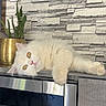 cat, white_cat, fluffy, microwave, kitchen, plant, cactus, golden_pot, stone_wall, indoor, relaxed, pet, curious, feline, home_decor, appliance, animal, laying_down, tabletop, bright