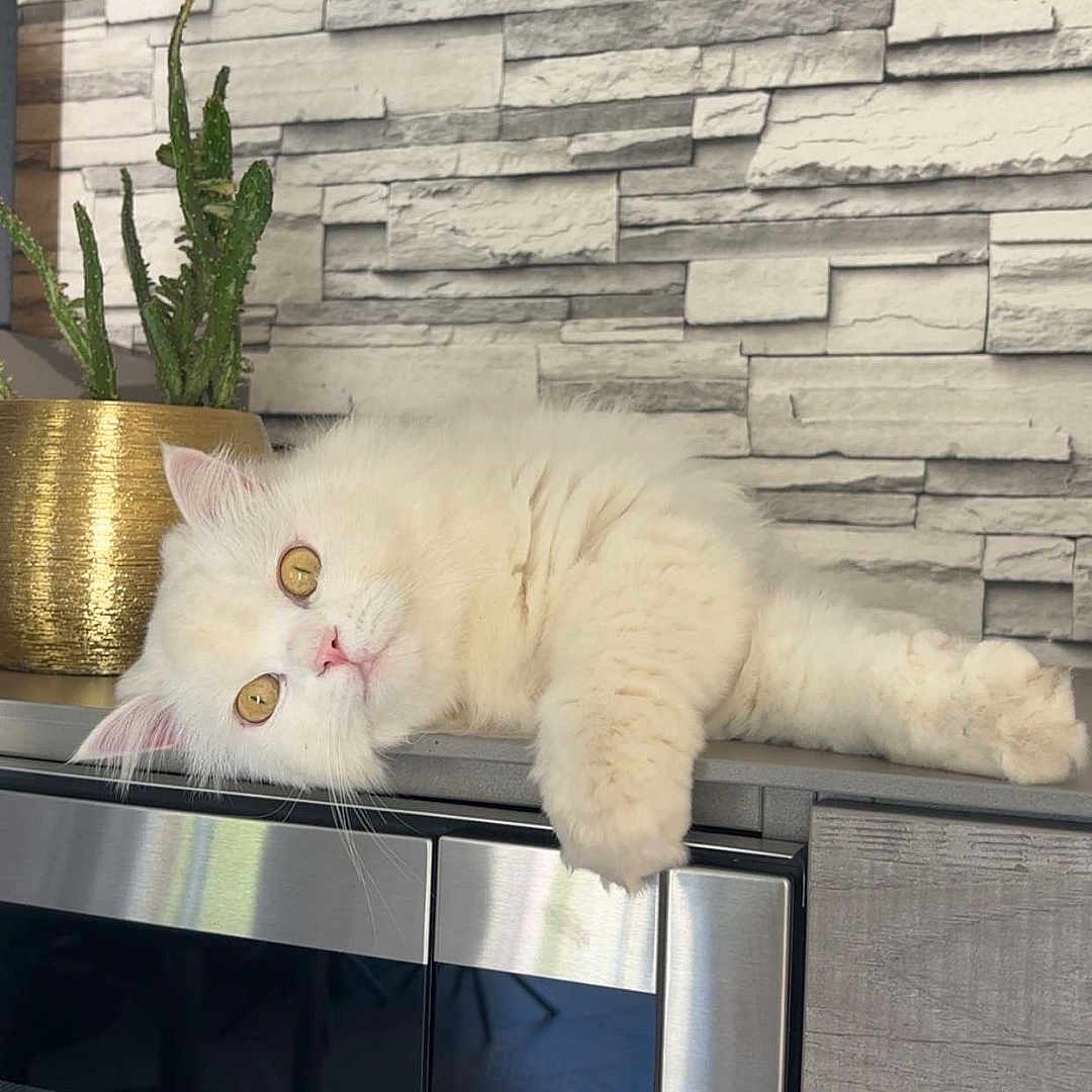 Flocon a rejoint le concours — aidez-le/la à gagner de superbes lots ! cat, white_cat, fluffy, microwave, kitchen, plant, cactus, golden_pot, stone_wall, indoor, relaxed, pet, curious, feline, home_decor, appliance, animal, laying_down, tabletop, bright