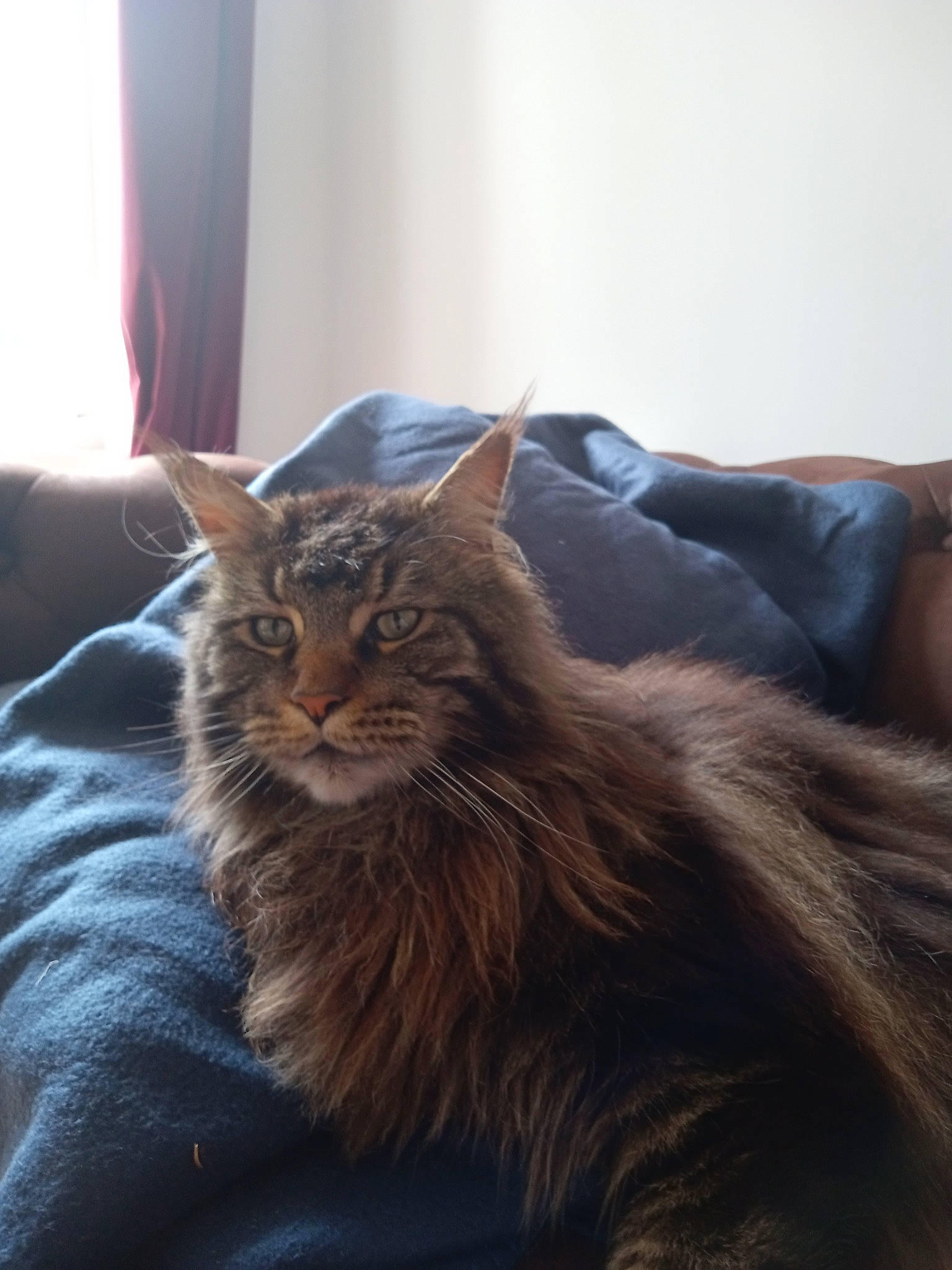Caxixi a rejoint le concours — aidez-le/la à gagner de superbes lots ! carnivore, cat, claw, comfort, couch, curtain, domestic_short_haired_cat, felidae, fur, grey, maine_coon, paw, sitting, small_to_medium_sized_cats, snout, tail, terrestrial_animal, whiskers