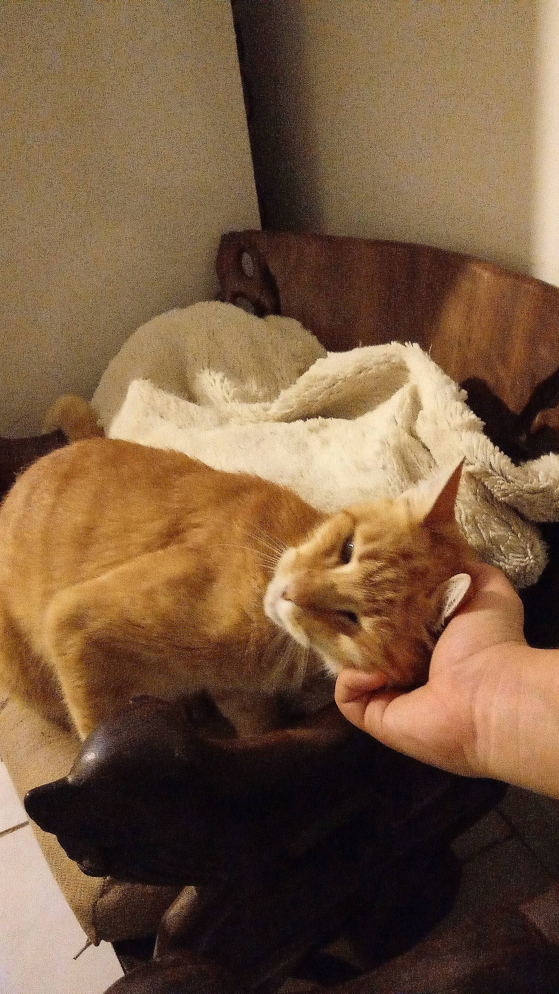 Garfield a rejoint le concours — aidez-le/la à gagner de superbes lots ! carnivore, cat, chair, comfort, companion_dog, dog_breed, domestic_short_haired_cat, duvet, fawn, felidae, flooring, fur, hardwood, linens, paw, small_to_medium_sized_cats, snout, tail, whiskers, wood