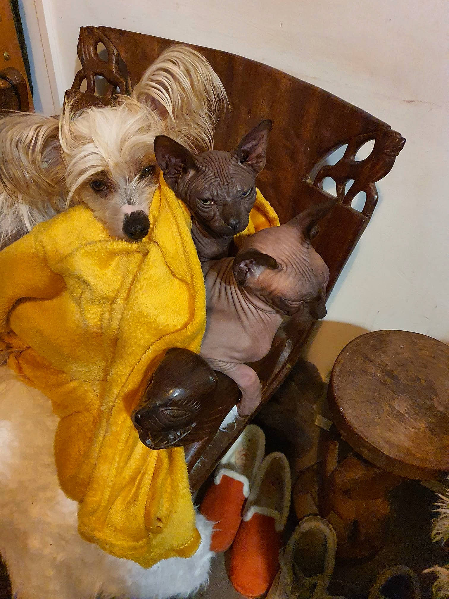 Rajah a rejoint le concours — aidez-le/la à gagner de superbes lots ! art, canidae, carnivore, chinese_crested_dog, companion_dog, dog, dog_breed, dog_clothes, dog_supply, fawn, fur, hat, small_terrier, sporting_group, stuffed_toy, terrier, toy, toy_dog, wood, working_animal