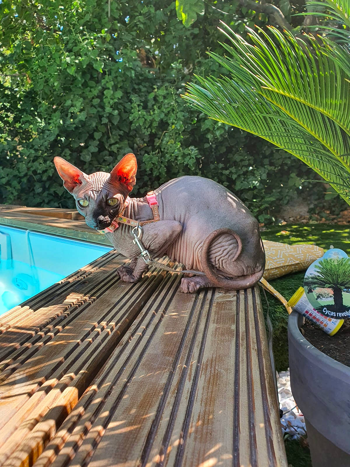 Rajah a rejoint le concours — aidez-le/la à gagner de superbes lots ! arecales, garden, grass, green, landscape, lawn_ornament, leisure, lumber, machine, metal, organism, palm_tree, plant, recreation, roof, terrestrial_plant, tree, water, wildlife, wood