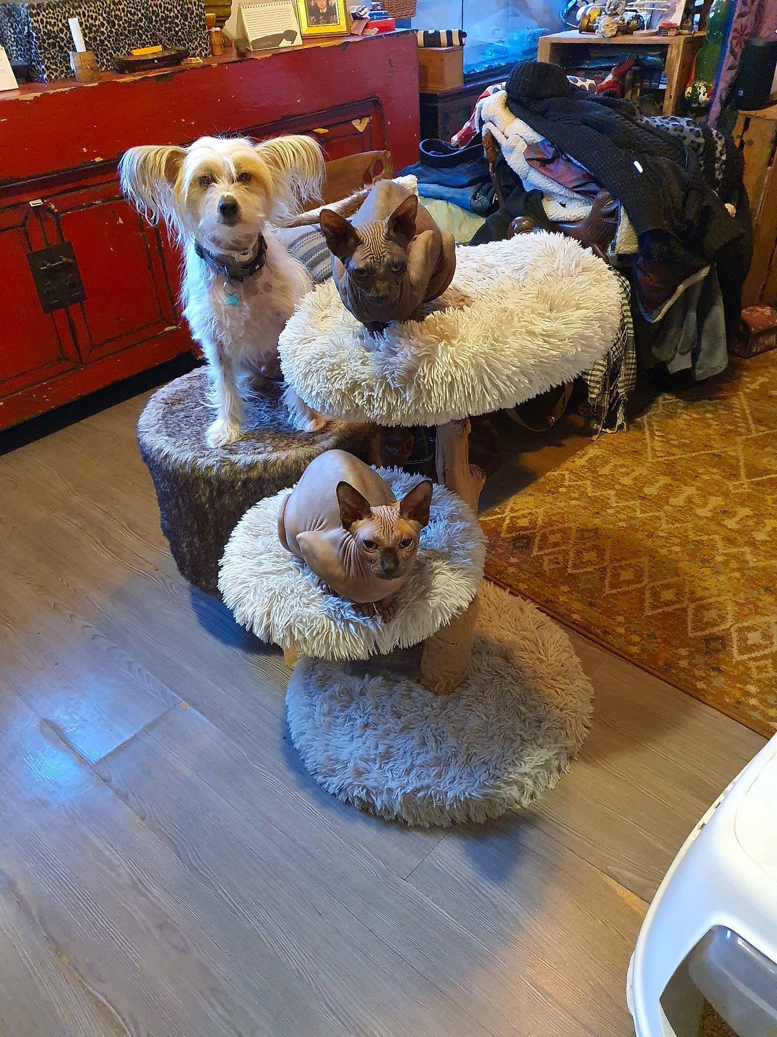 Rajah participe au concours pour gagner de l&#x27;argent avec cette photo : bag, carnivore, chair, companion_dog, dog, dog_breed, flooring, fur, hardwood, hat, room, sporting_group, stuffed_toy, table, terrier, tire, toy, toy_dog, wheel, wood