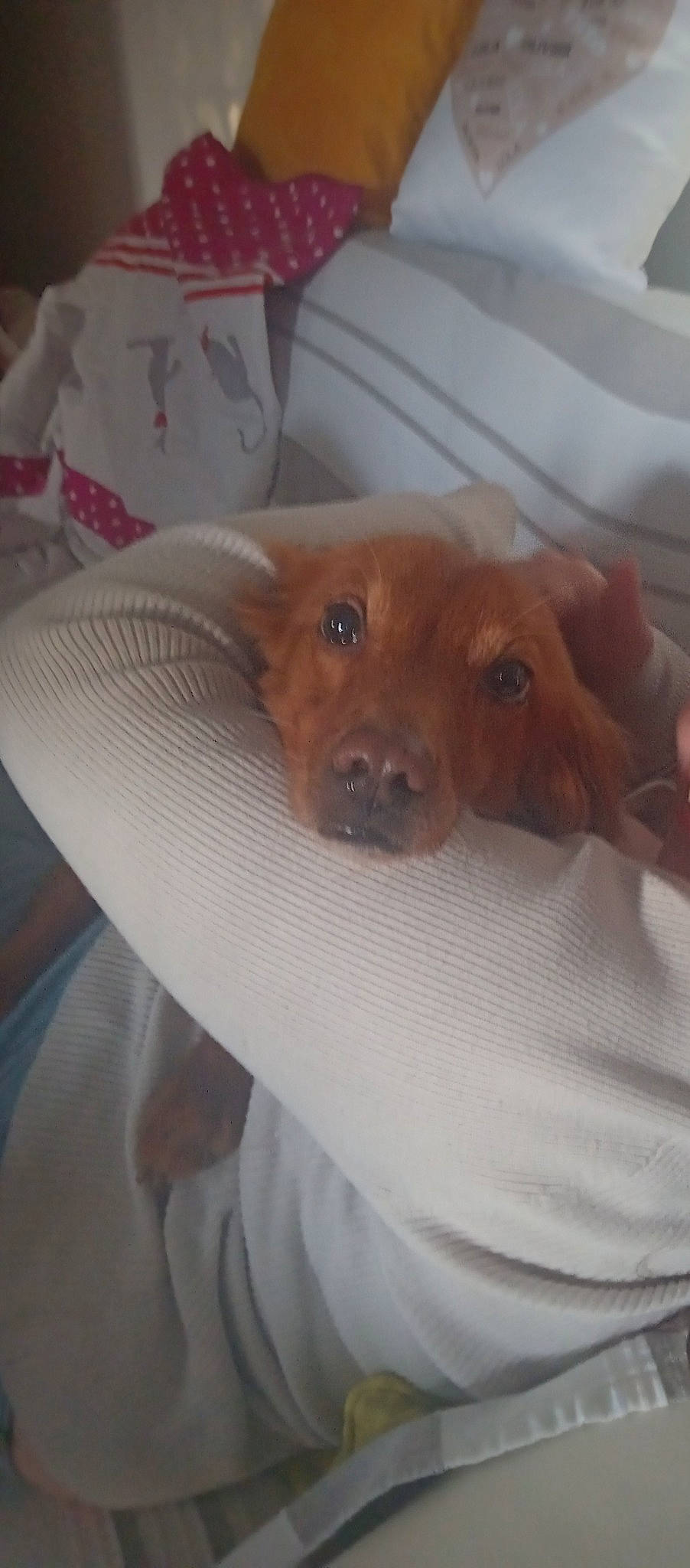 Joy a rejoint le concours — aidez-le/la à gagner de superbes lots ! bed, canidae, carnivore, comfort, companion_dog, dog, dog_breed, duvet, fawn, fur, linens, liver, non_sporting_group, puppy, snout, sporting_group, terrestrial_animal, toy_dog, whiskers, working_animal