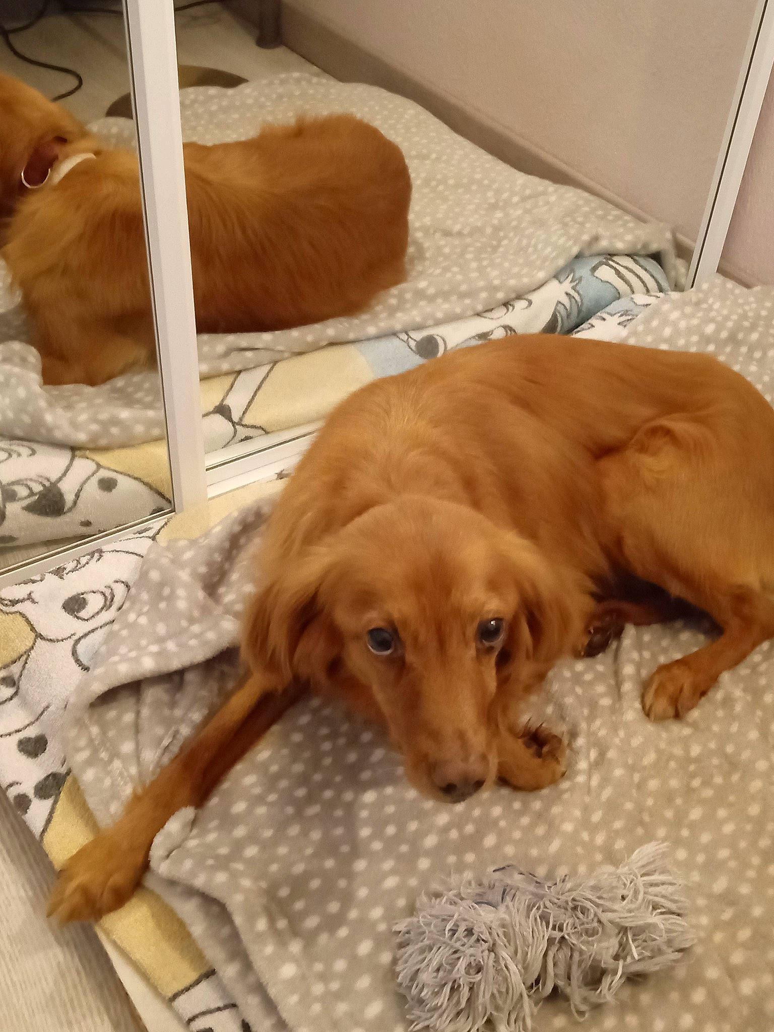 Joy a rejoint le concours — aidez-le/la à gagner de superbes lots ! carnivore, comfort, companion_dog, dog, dog_breed, dog_supply, fawn, flooring, fur, gun_dog, hardwood, liver, pet_supply, retriever, sporting_group, tail, terrestrial_animal, whiskers, wood, working_animal