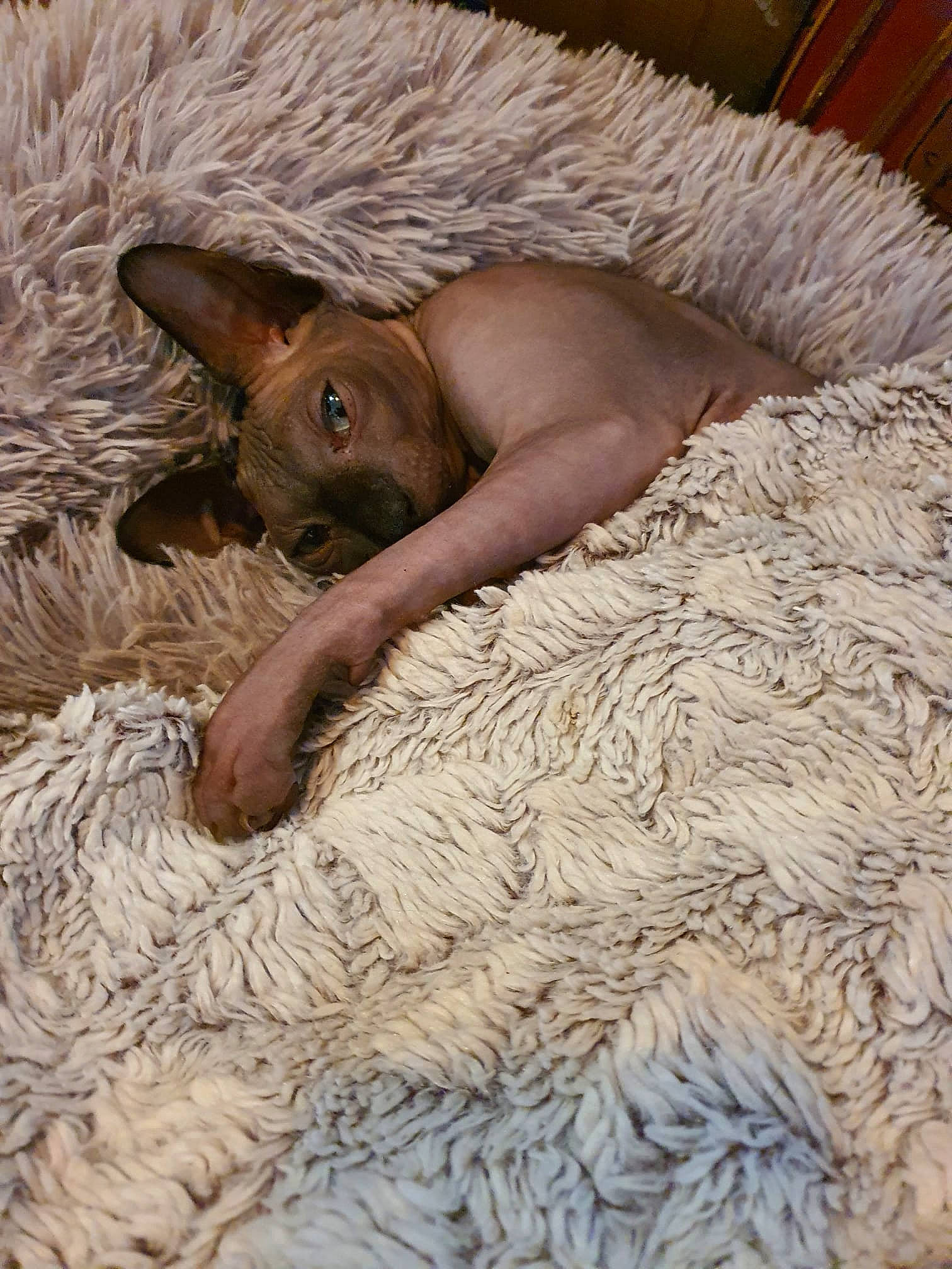 Gollum a rejoint le concours — aidez-le/la à gagner de superbes lots ! bed, carnivore, cat, cat_bed, comfort, domestic_short_haired_cat, fawn, feather, felidae, fur, grass, hat, linens, nap, small_to_medium_sized_cats, tail, terrestrial_animal, whiskers, wood, working_animal