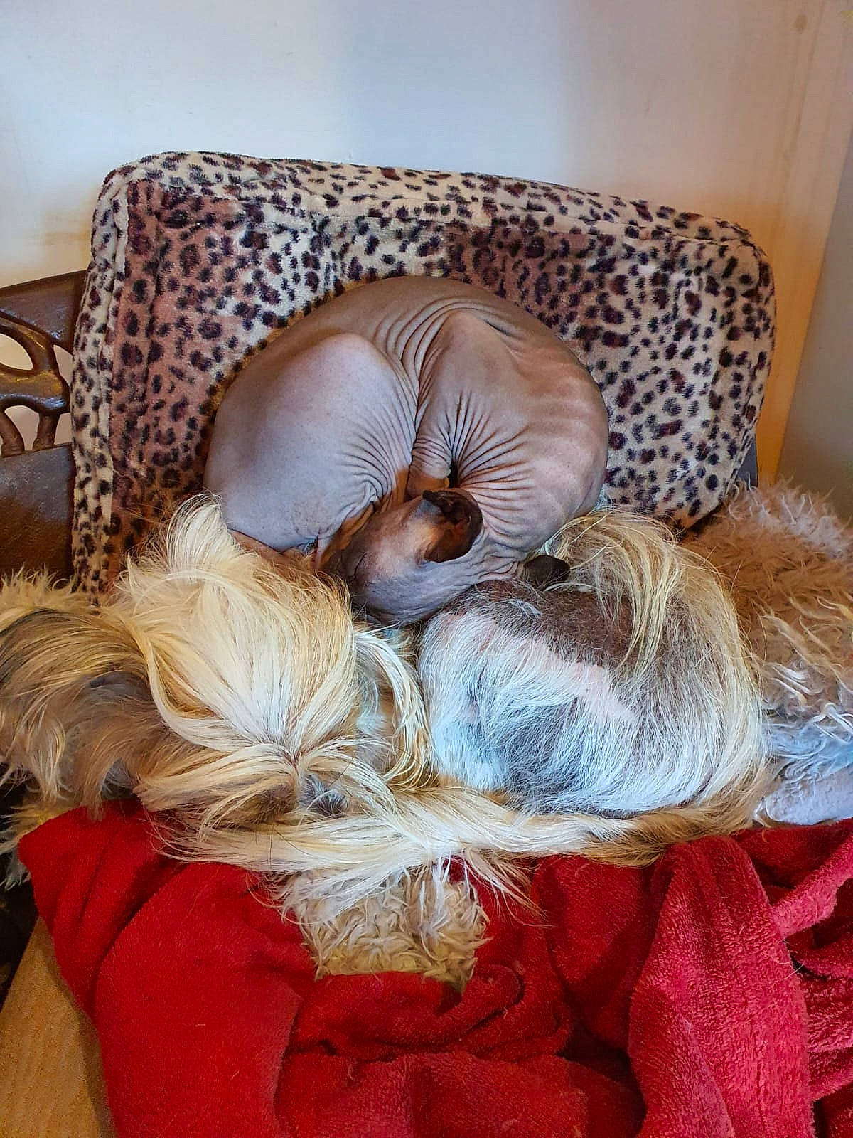 Gollum a rejoint le concours — aidez-le/la à gagner de superbes lots ! baby_sleeping, bedding, bedtime, canidae, carnivore, comfort, companion_dog, couch, dog_breed, fawn, felidae, fur, linens, liver, living_room, nap, room, sleep, small_to_medium_sized_cats, sporting_group