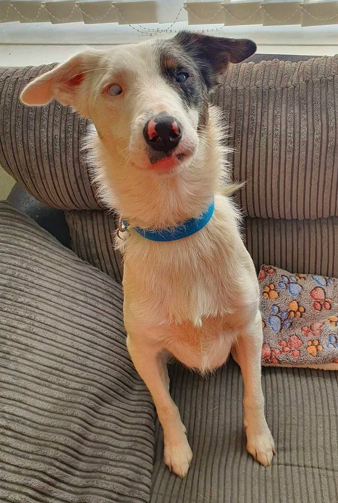 Dory joined the competition — help win amazing prizes! canidae, carnivore, chair, collar, companion_dog, dog, dog_breed, dog_collar, dog_supply, fang, fawn, flooring, fur, pet_supply, snout, sporting_group, tail, whiskers, wood, working_animal