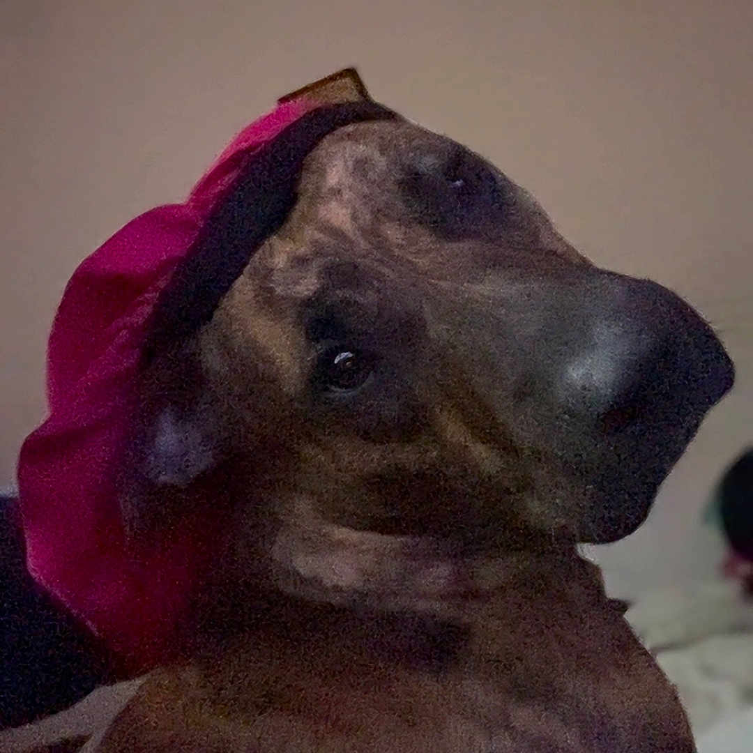 Coco is registered to the contest to win money with this photo: animal, background_blur, bonnet, brown, canine, closeup, curious, cute, dog, domestic_animal, expression, furry, headwear, indoor, looking_away, muzzle, pet, pink, portrait, soft_light