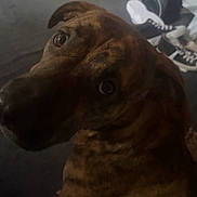 Coco joined the competition — help win amazing prizes! dog, brindle, pet, indoor, carpet, speakers, shoes, looking_back, close_up, animal, fur, canine, floor, brown, black, ears, eyes, nose, home, portrait