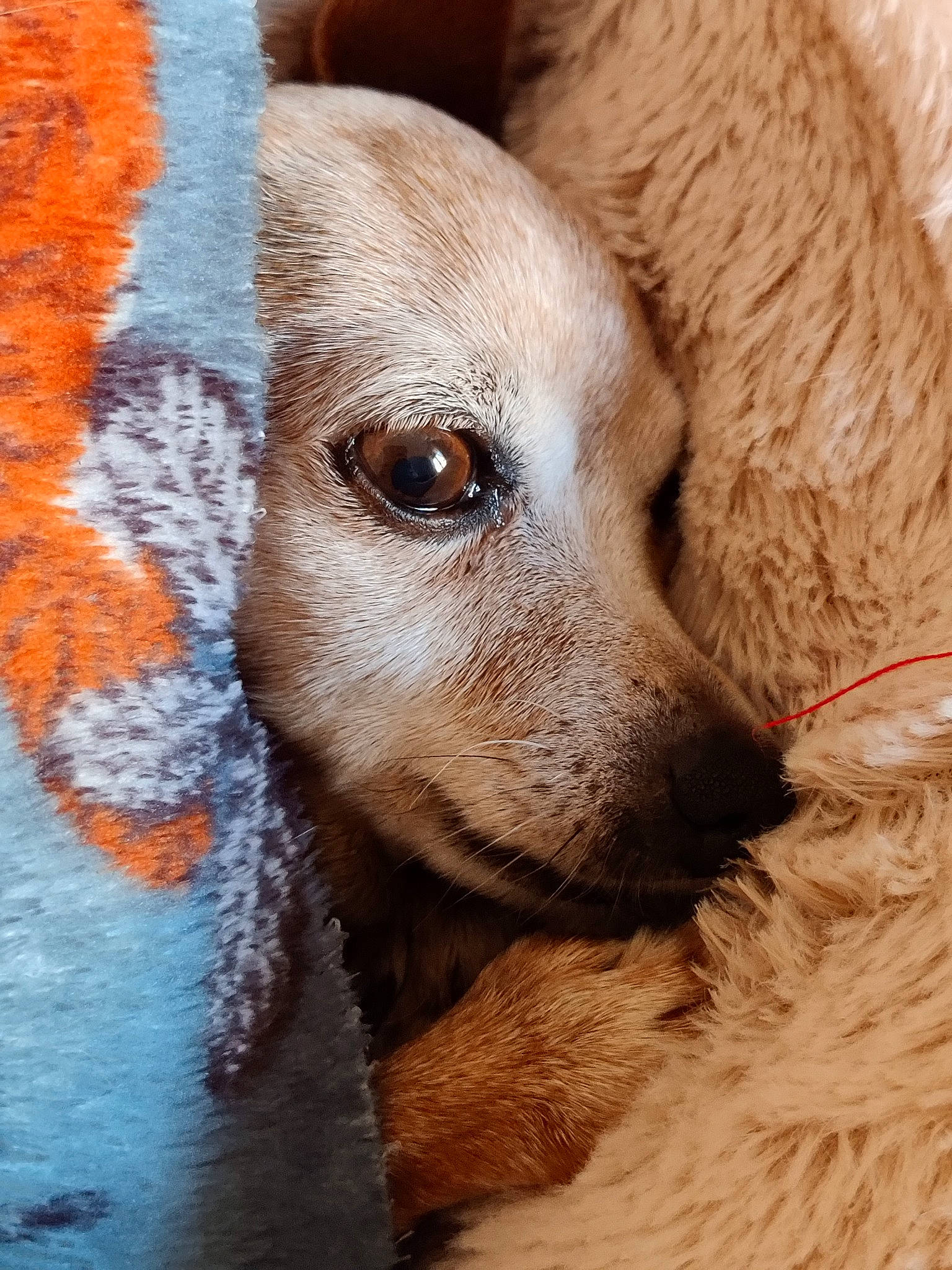 Suzie a rejoint le concours — aidez-le/la à gagner de superbes lots ! canidae, carnivore, chihuahua, companion_dog, corgi_chihuahua, dog, dog_breed, ear, eyelash, fawn, fur, labrador_retriever, liver, puppy, snout, sporting_group, terrestrial_animal, toy_dog, whiskers, working_animal