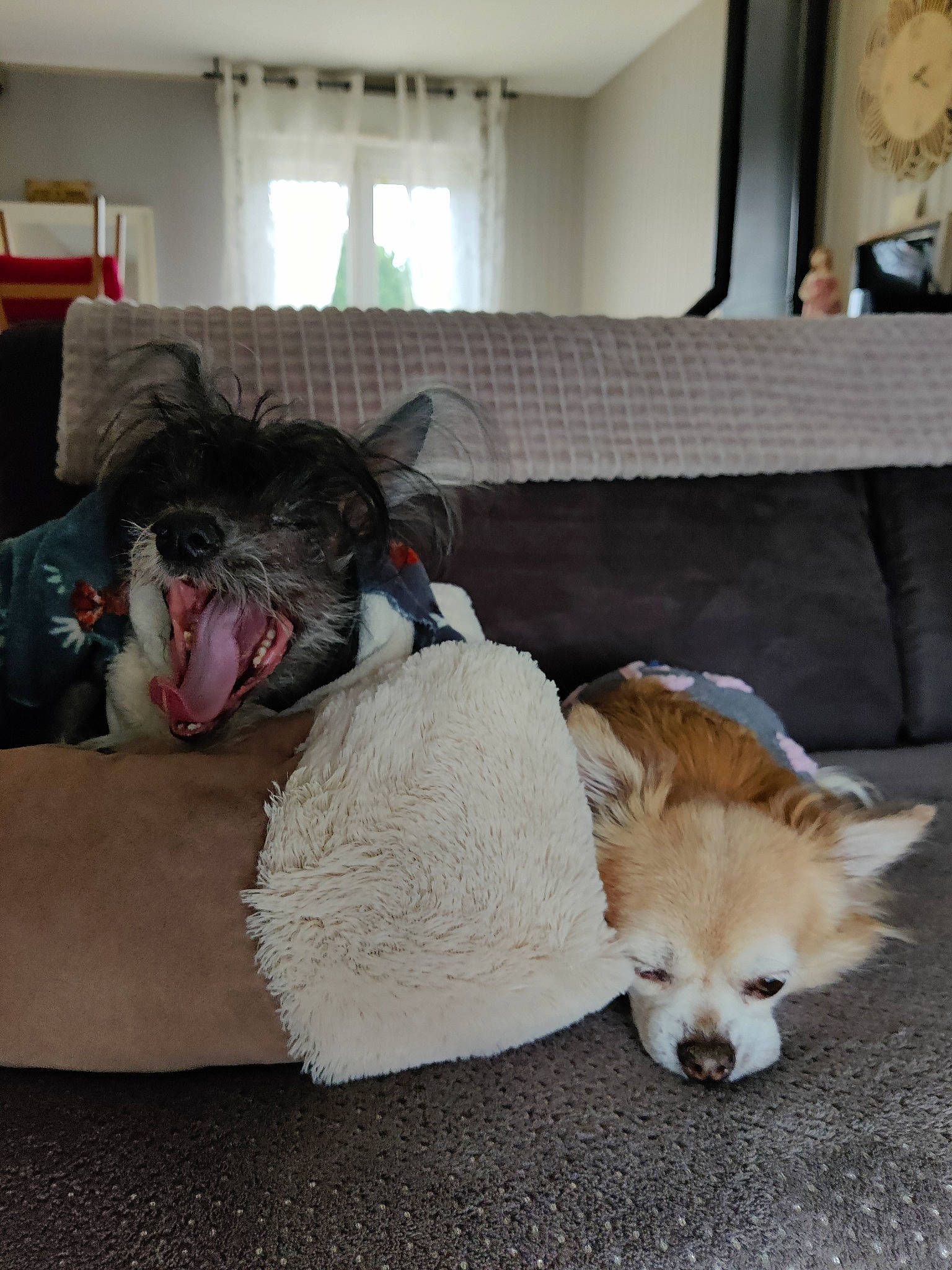 Julius a rejoint le concours — aidez-le/la à gagner de superbes lots ! canidae, carnivore, comfort, companion_dog, couch, dog, dog_breed, dog_supply, fawn, felidae, flooring, fur, living_room, spitz, sporting_group, tail, toy_dog, whiskers, window, wood